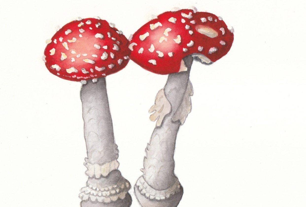 Fly agaric - student project