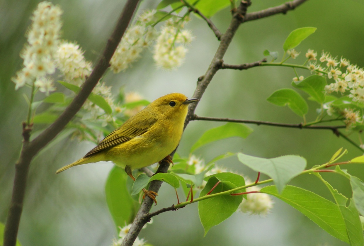 Common Backyard Birds - student project