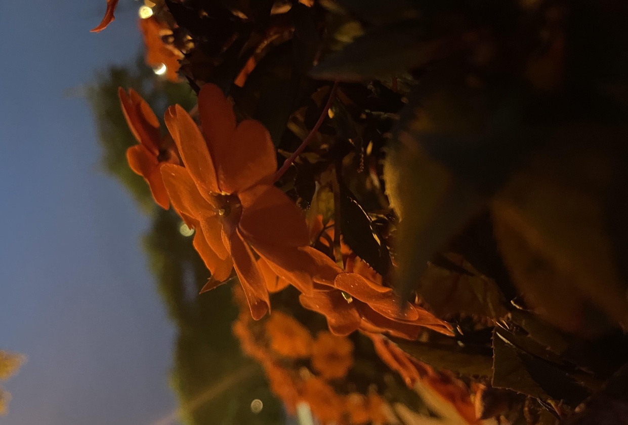 Moonlight and flower - student project