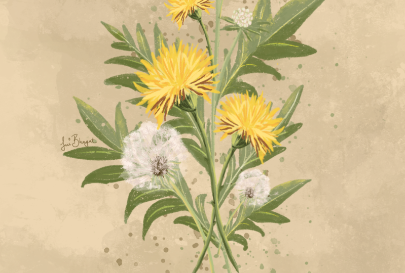 Dandelions
