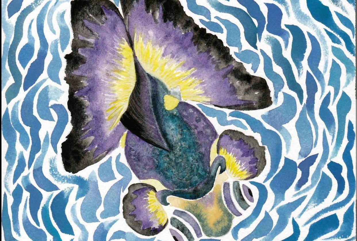 Swallowtail Goldfish - student project