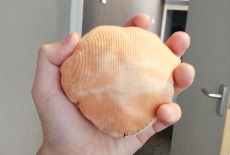 Orange without face