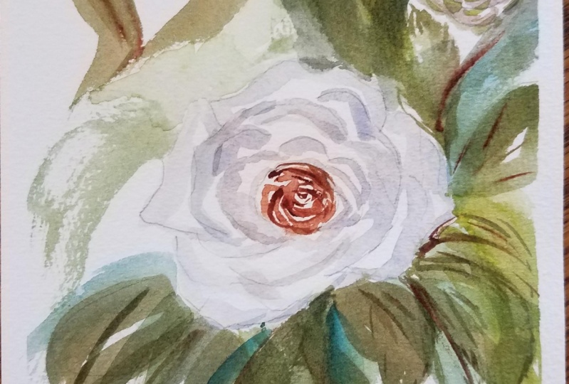 Loose white rose