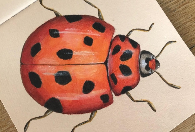 Ladybug with watercolour pencils
