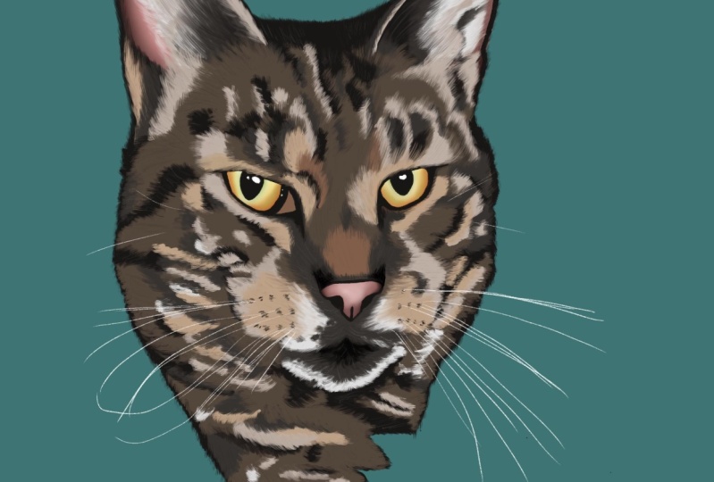 Cute cat in procreate