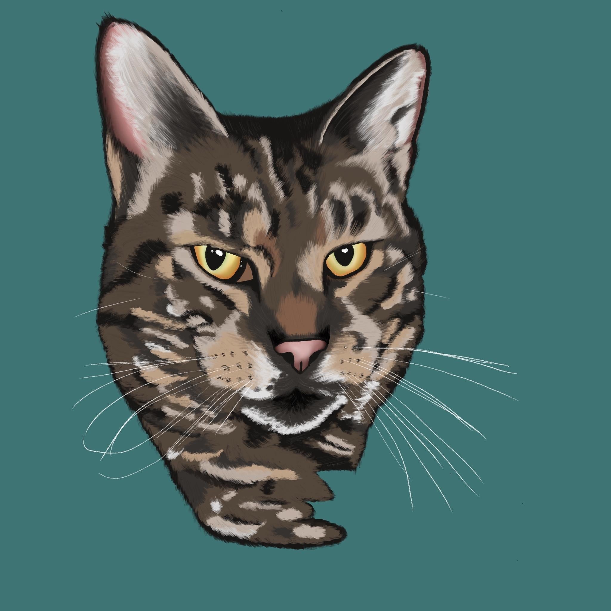 Cute cat in procreate - student project