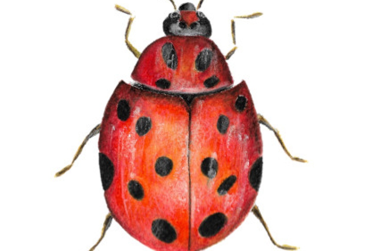 Ladybug with watercolor pencils - student project