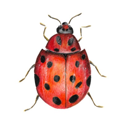 Ladybug with watercolor pencils - student project