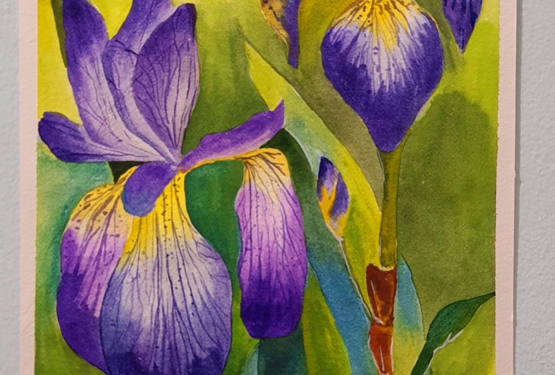 Watercolour Iris