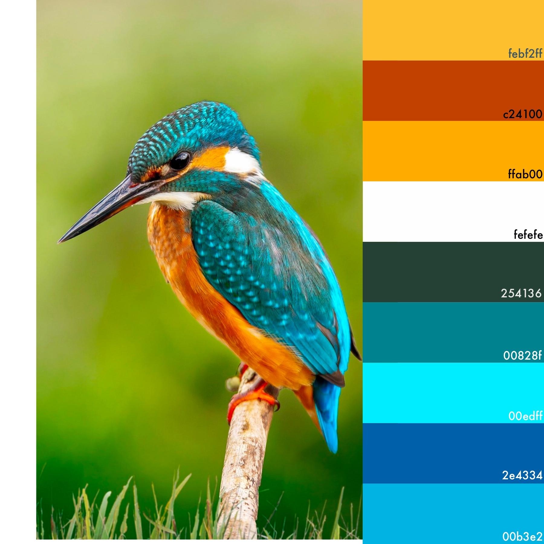 kingfisher pallet - student project