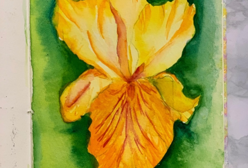 Watercolor Iris