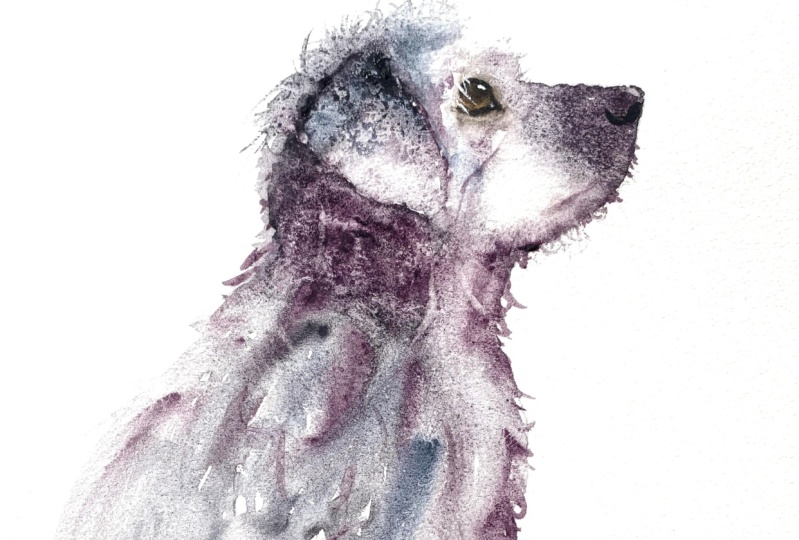 Fluffy Dog