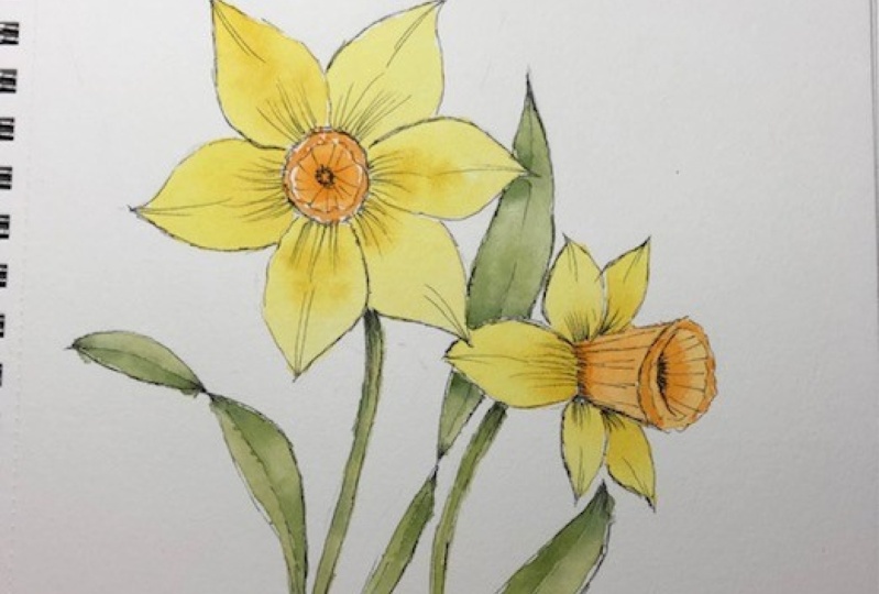 daffodils