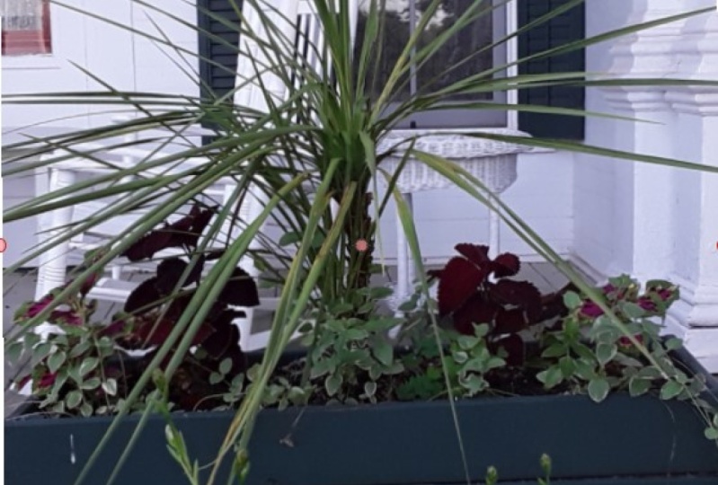 Flower Box - spike, coleus, vinca
