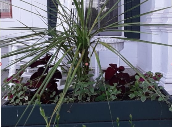 Flower Box - spike, coleus, vinca - student project