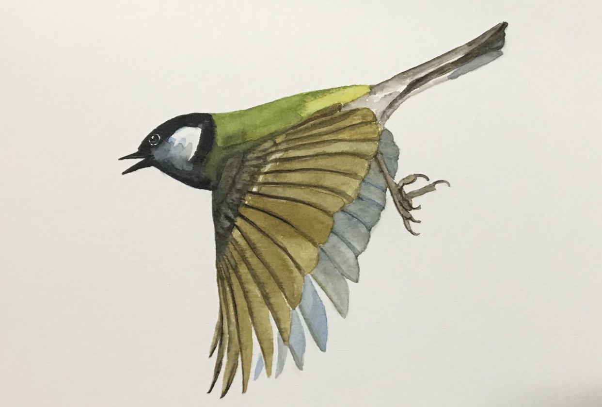 Songbirds - student project
