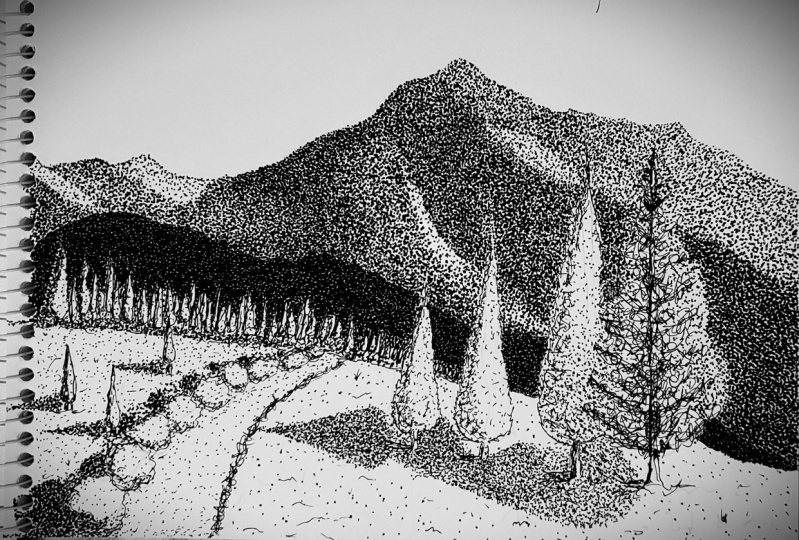 Pine`s forest