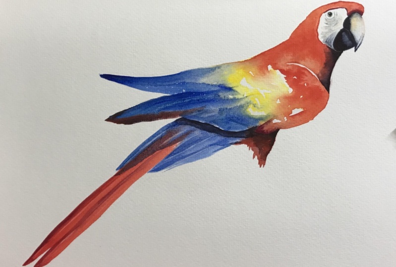 Macaw