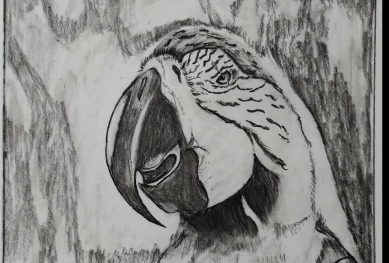 Birds - Charcoal Series - student project