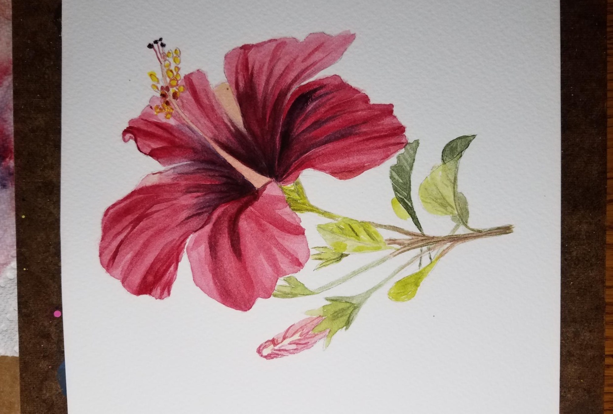 red hibiscus - student project