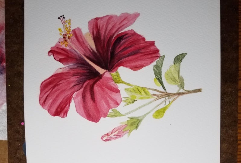 red hibiscus