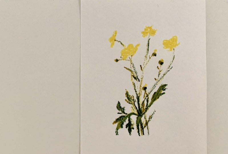 Botanical Drawing & Coloring For Oil Pastels