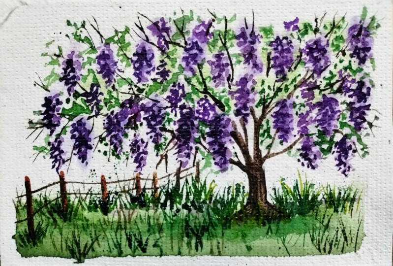 Wisteria trees with Lavina