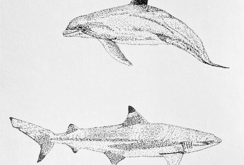 Dolphin and Shark