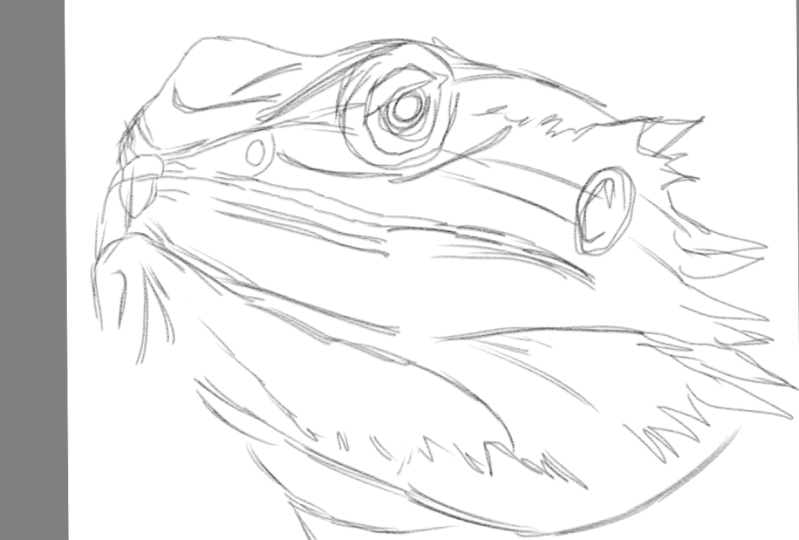 Bearded Dragon