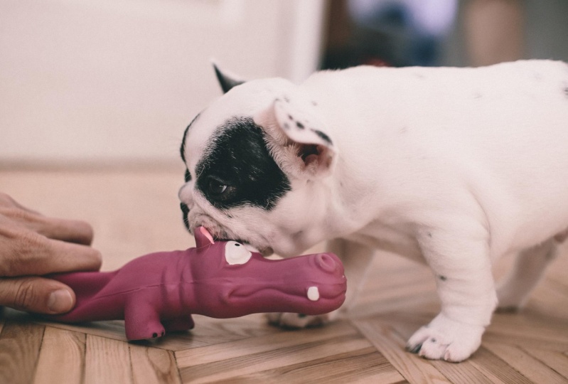 A hippo wants to become a dog