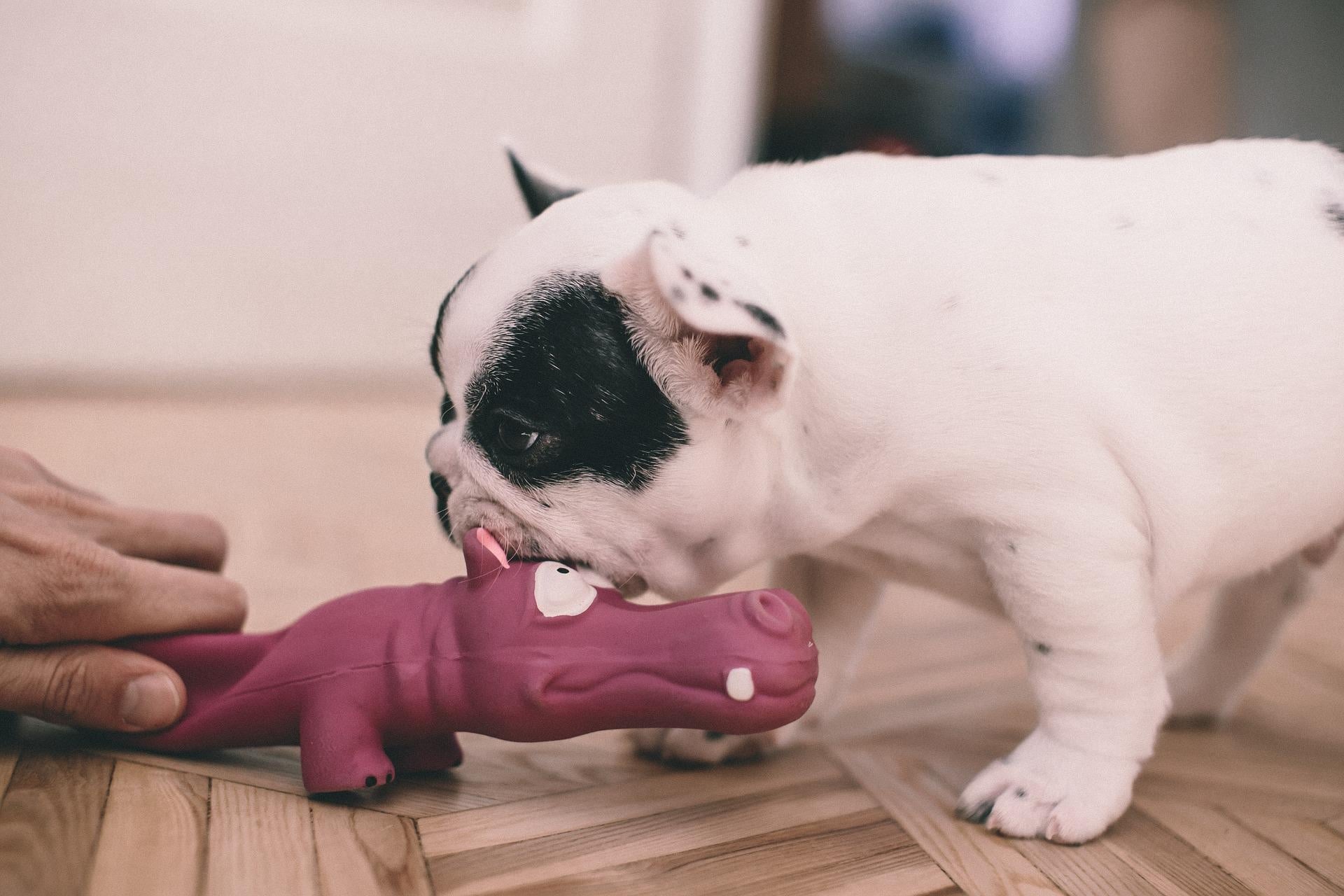 A hippo wants to become a dog - student project
