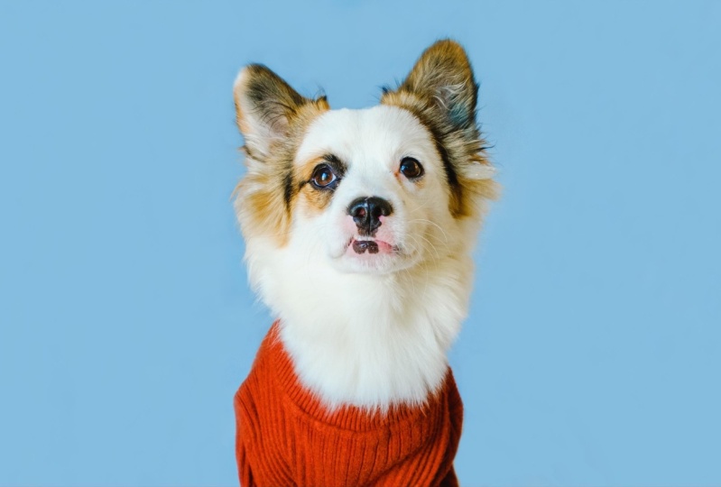 Fik, the doggo