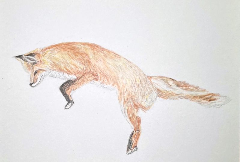 Leaping Fox in coloured pencil