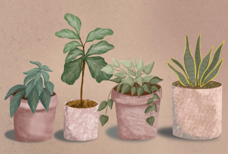 House Plants