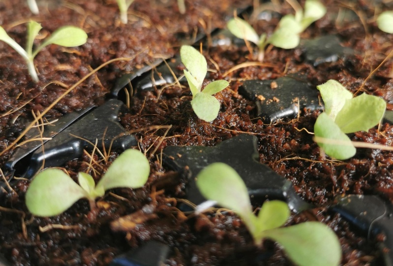 Hydroponic garden