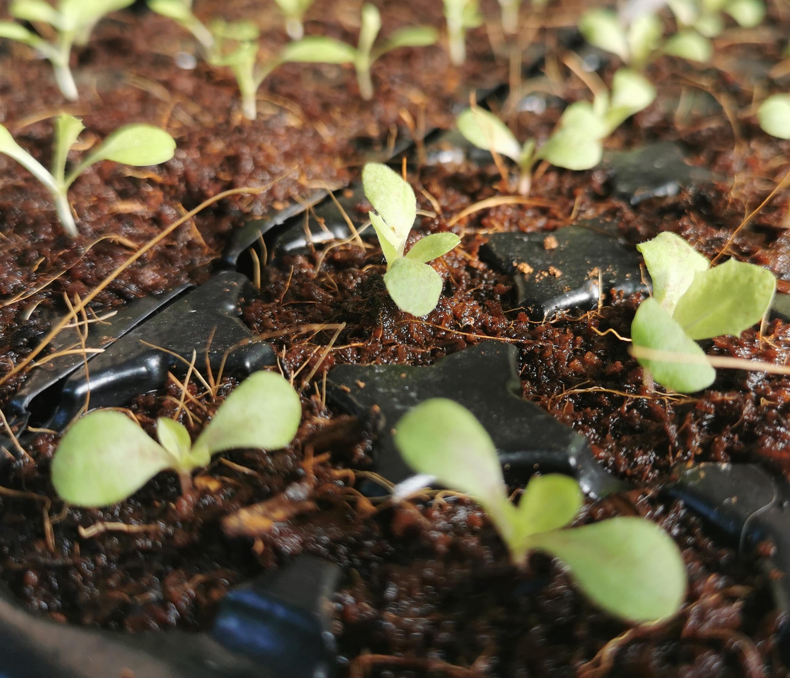 Hydroponic garden - student project