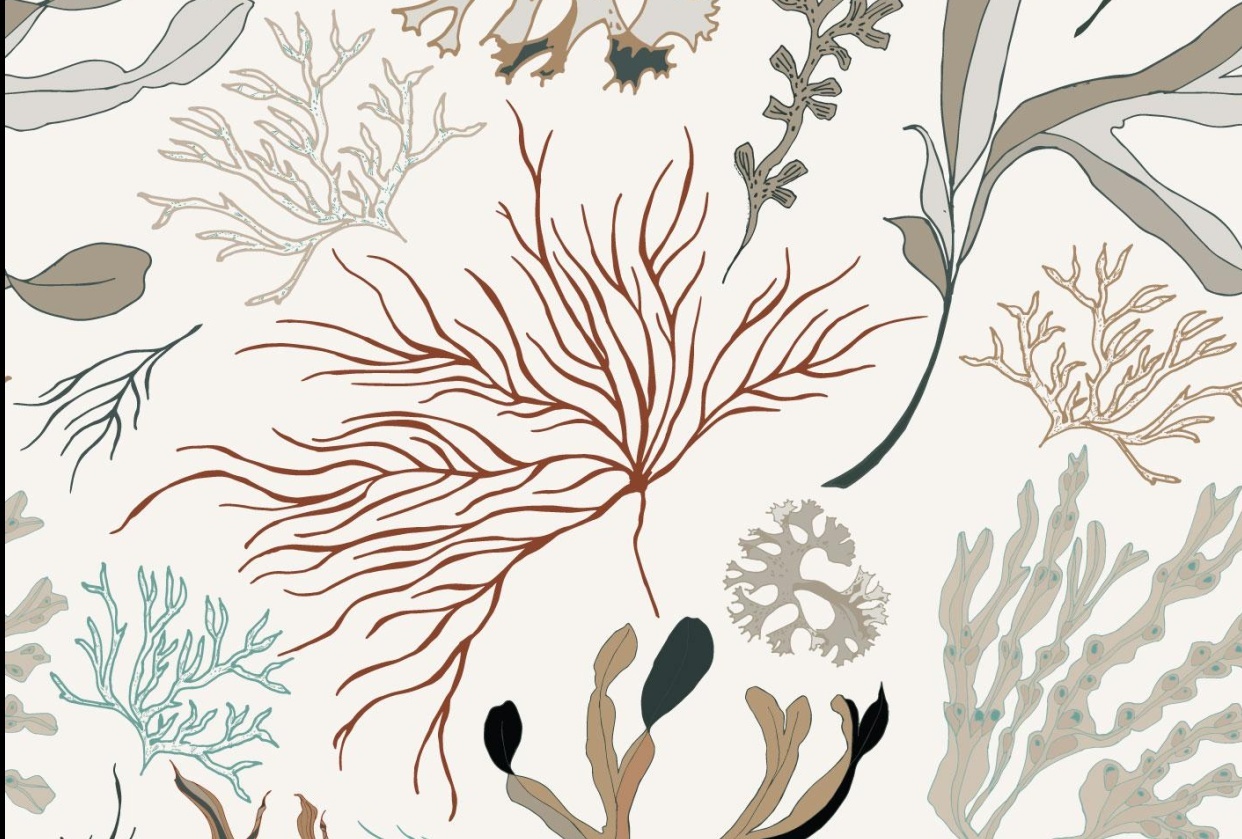 Seaweed Botanical Design_julesjac964 - student project