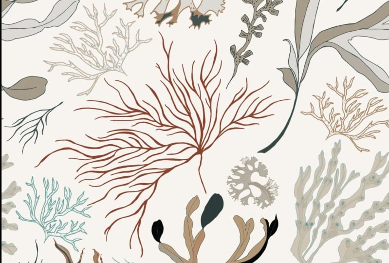 Seaweed Botanical Design_julesjac964