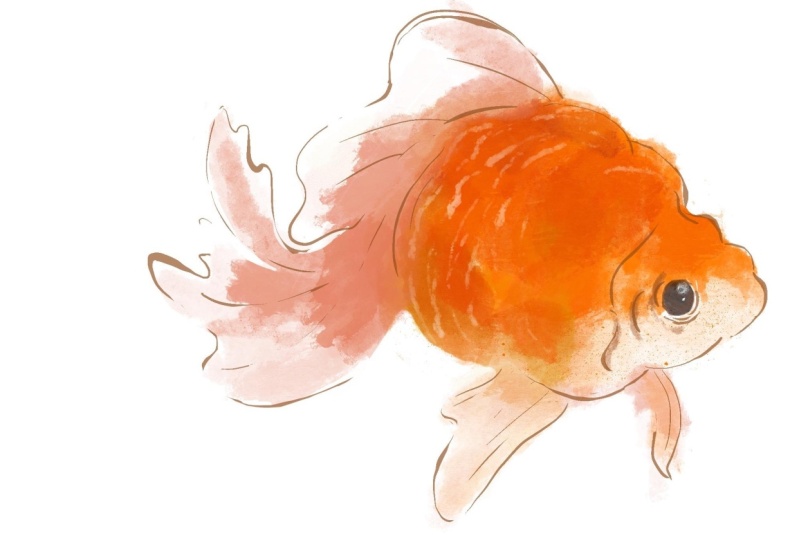 Goldfish