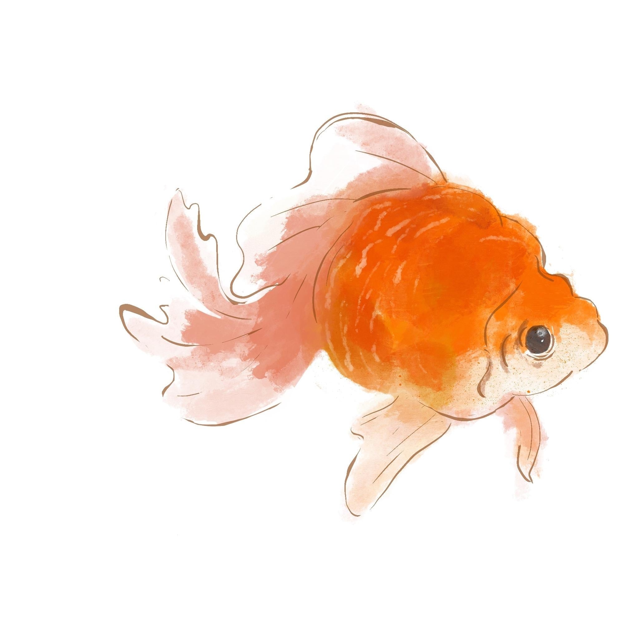 Goldfish - student project