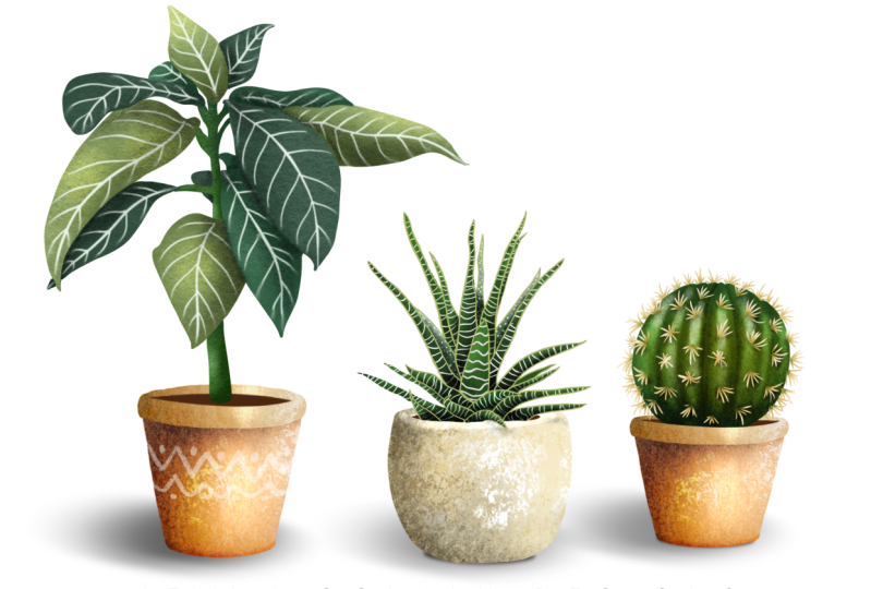Illustrating House Plants