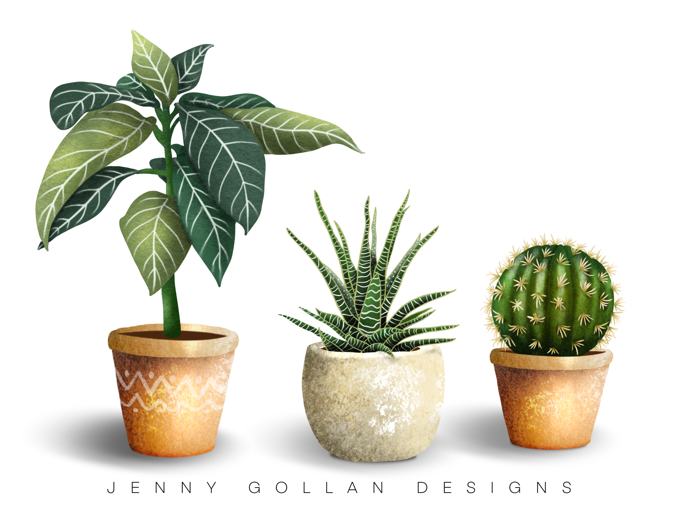 Illustrating House Plants - student project