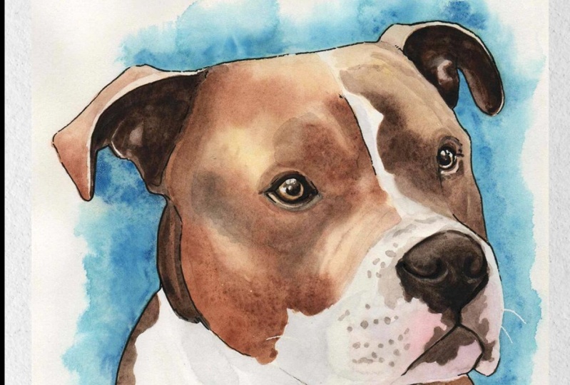 American Staffordshire Terrier