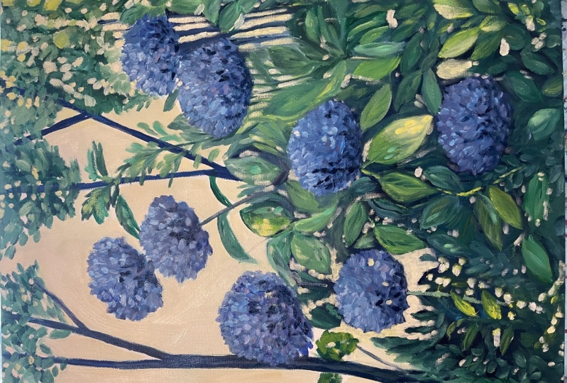 Hydrangeas