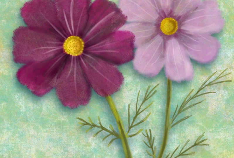 Drawing and Painting the Cosmos Flower