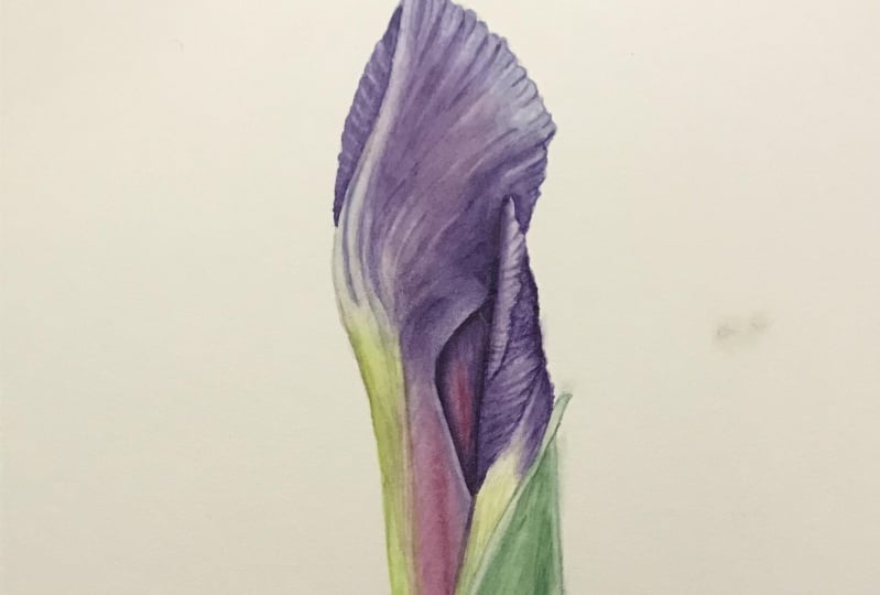 Iris bud