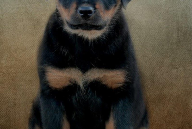 Fine art dog portrait