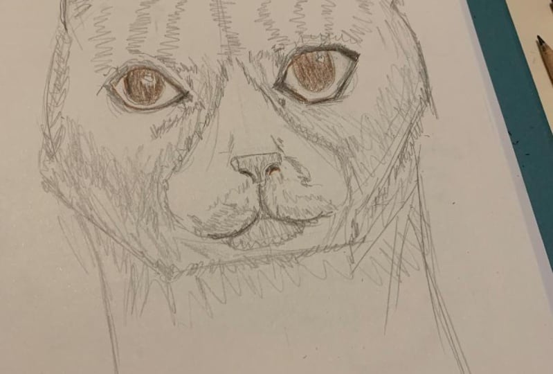 Cat Llama