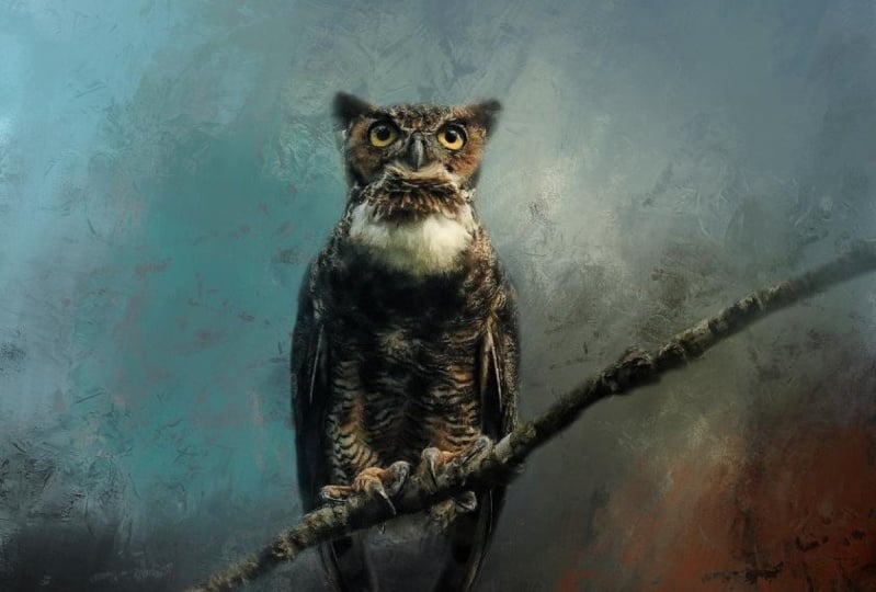 Fine Art Owl Portrait