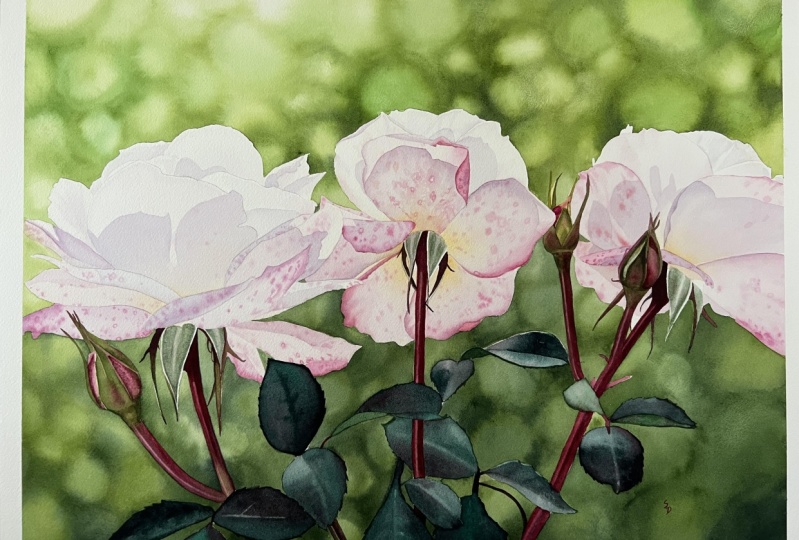 Backlit roses